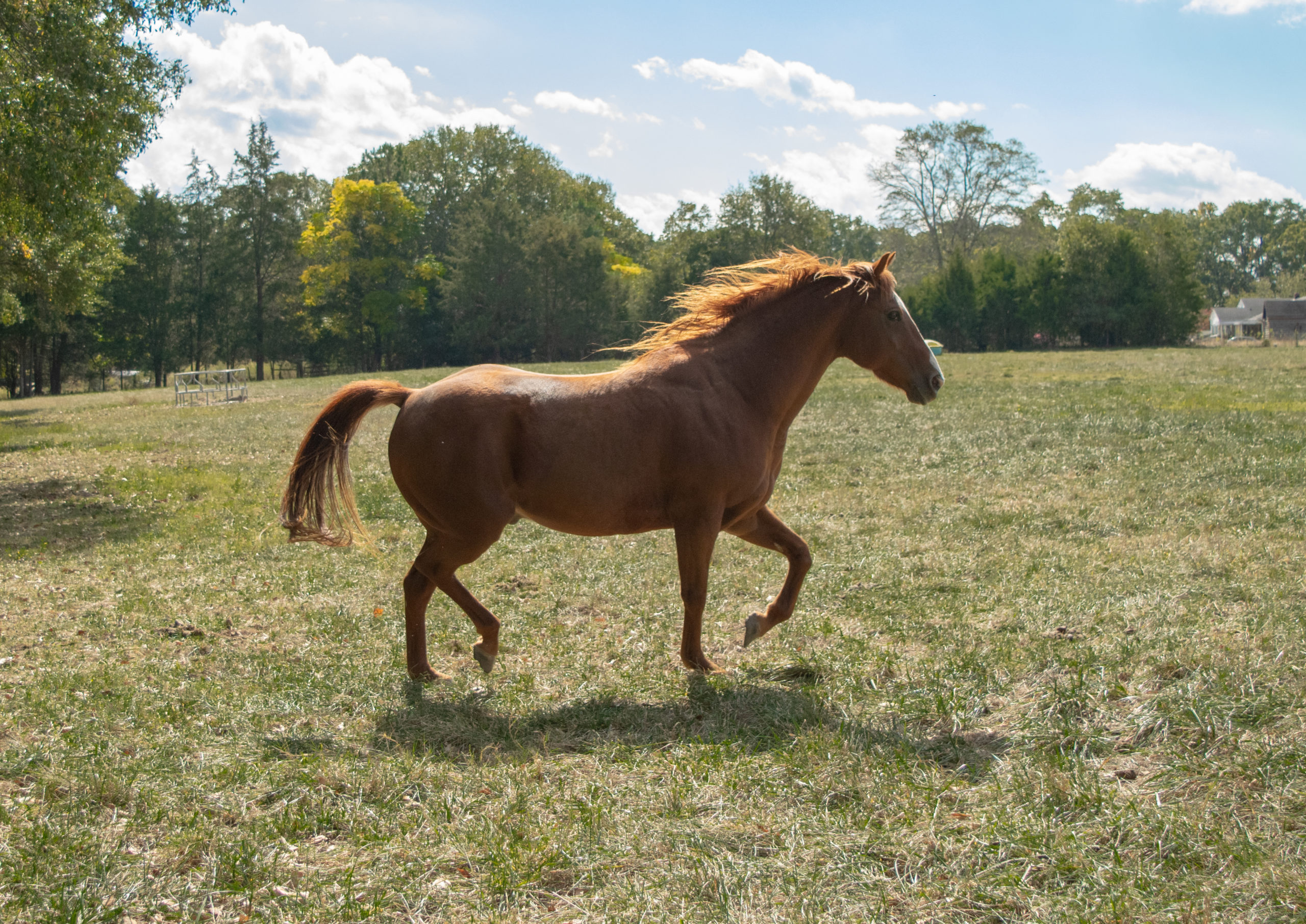 Levi trotting 2